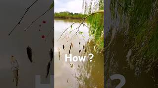 Fishing Like a Pro fishing fish fishingtechniques trending viral shorts [upl. by Krigsman]