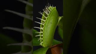 Venus Flytrap Catches Grasshopper 🌱 Nature Shorts VenusFlytrap CarnivorousPlants [upl. by Dragoon]