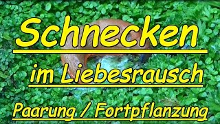 Schnecken im Liebesrausch  Paarung Fortpflanzung [upl. by Harness821]