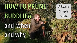 How to Prune Buddleia Butterfly Bush [upl. by Stargell]