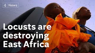 East Africa is being destroyed by a huge swarm of locusts [upl. by Enetsirhc528]