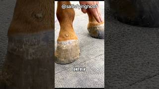 satisfying hoof trimming  blow torch horses hoof horse hoof satisfying [upl. by Brandwein633]