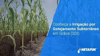 Conheça a Irrigação por Gotejamento Subterrâneo em Grãos SDI [upl. by Amandi26]