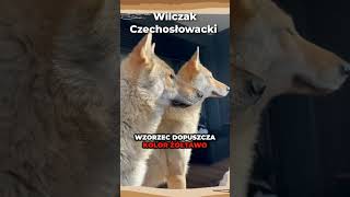 Wilczak Czechosłowacki🐕 pies rasa psy dog owczarek doberman husky wolf wolfdog wolfdogs [upl. by Dahlstrom]