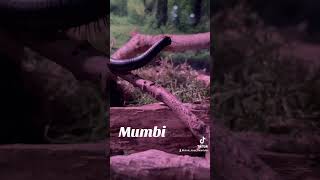 Giant African millipede [upl. by Ogait]