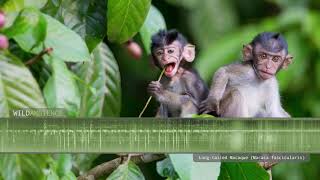 Longtailed Macaque  Sounds and Calls [upl. by Ahsemit]