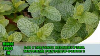 LAS 7 MEJORES HIERBAS PARA MACERAR CON PISCOPARTE 2 HIERBA LUISAEUCALIPTODIOMEDES ARANGO [upl. by Lajib819]