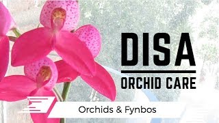 Disa Orchid Care Tips Disa Kewensis [upl. by Ynaffyt306]