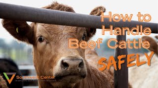 How To Work Cattle  Cattle Handling Tips [upl. by Kerin]