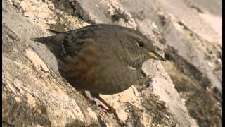 Accenteur alpin Alpine Accentor Alpenbraunelle  Prunella Collaris [upl. by Attiuqram]