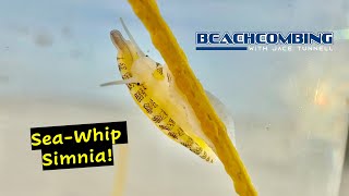 Beachcombing  Sea Whip Simnia [upl. by Llemij]