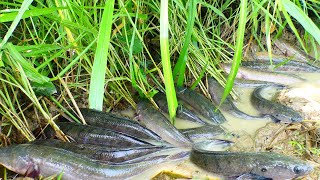 amazing fishing a lots of fish in rice field a fisherman skill catch field fish a lots by hand [upl. by Artemed]