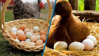 Duck Eggs vs Chicken Eggs Nutrition  Benefits and More [upl. by Bounds]