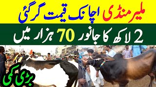 Malir Maweshi mandi Sasta soda 2024 Sasta tareen Janwar mil gya Malir Mandi today Prices [upl. by Aranat]