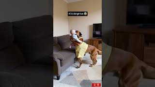 Baby’s Best Friend Dog on Babysitting Duty viralvideo trending tiktok tranding viralvideo [upl. by Lea429]