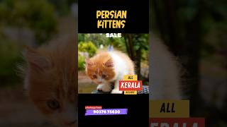 Male 60 days old Persian kitten  All kerala delivery [upl. by Aisile]