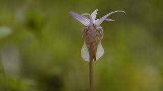 Calypso bulbosa in Sweden [upl. by Sedicla404]