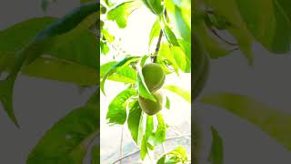 gardening limetree garden diy plants gardeningtips propagatelemontree airlayeringfruit [upl. by Ahsemaj]