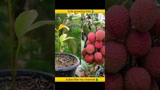 New technique of growing litchi how to growing for litchi tree litchi lychee tree growing [upl. by Per]