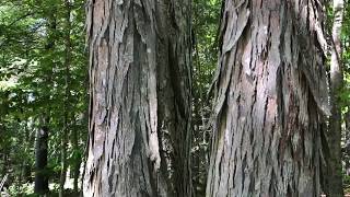 Shagbark Hickory Carya Ovata [upl. by Annaicul]