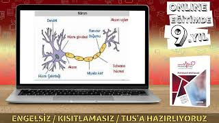 FİZYOLOJİ  SİNİR SİSTEMİ [upl. by Fransisco]