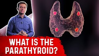 What is the Parathyroid Gland Explained By DrBerg [upl. by Poulter]