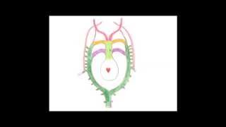 Medical Embryology  Development of the Aortic Arches and Large Arteries [upl. by Emelin]