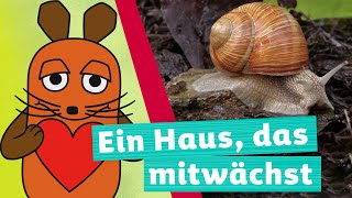 Wie kommt die Schnecke zu ihrem Haus  Die Maus  WDR [upl. by Johna]