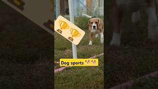 Dog sports championship 🏆🏆 Participate with your train dog 🐕dog sports [upl. by Ynnahc239]