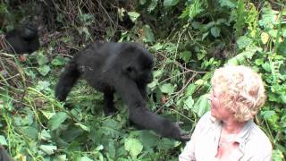 Uganda Gorilla close encounter and touching woman while tracking safari in Nkuringo Uganda [upl. by Joline587]