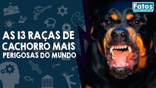 As 13 raças de cachorro mais perigosas do mundo [upl. by Stefanie]