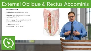 External Oblique amp Rectus Abdominis Muscle – Anatomy  Lecturio [upl. by Navets]