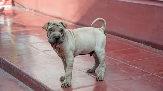 How to Care for Your Chinese SharPei Puppies [upl. by Ilamad]