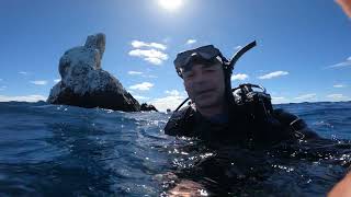 SOCORRO  Revillagigedo Archipelago diving Adventure liveaboard w mantas dolphins and sharks [upl. by Mccullough]