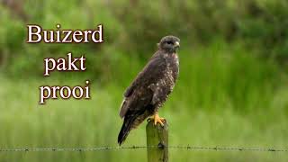 Buizerd pakt prooi [upl. by Sil]