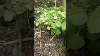 Trachyspermumammi —commonly known as ajwain or caraway अजवाइन nature ptrichorfarm0007 [upl. by Yamauchi]