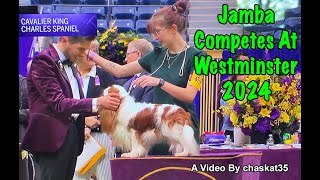 Jamba Competes At Westminster 2024 [upl. by Hardej]