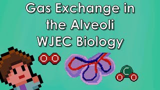 Adaptations of the Alveoli  Biology WJEC  GCSE REVISION [upl. by Ynnahc913]