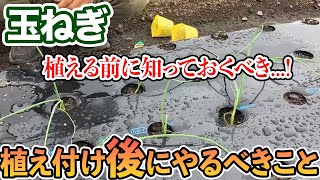 【玉ねぎ】植え付け後にこれをするだけで簡単に育てることができます [upl. by Boyd515]