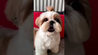 shihtzu Dog Barking ShihTzu barking dogs shihtzupuppies [upl. by Sayed]