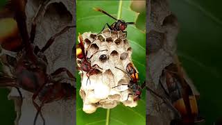 Wasp Facts  ततैया shortvideos trending viralshort amazingfacts [upl. by Lindberg]