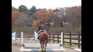 Exercise For Horses That Rush Jumps [upl. by Ahsenik]