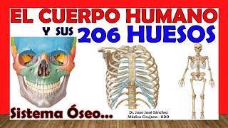 🥇 206 HUESOS del Cuerpo Humano en 24 Minutos  Mnemotecnias Fácil y Sencillo [upl. by Ohaus]