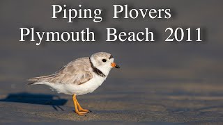 Piping Plovers Plymouth Beach 2011 [upl. by Yelkcub]