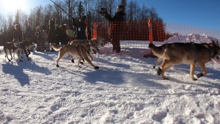 Iditarod 2023 Ceremonial Start [upl. by Silisav709]