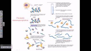 Chromatin immunoprecipitation [upl. by Won]