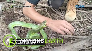 Amazing Earth Snake hunting as a hobby [upl. by Anastasius648]