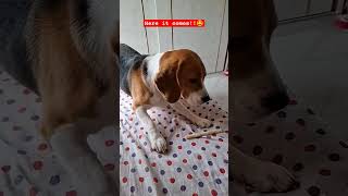 Beagle puppy play time slowmo  jump pets cutedog puppy beagle youtubeshorts youtubevideo [upl. by Anairda]