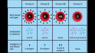 Blood Group PART 1 [upl. by Agata]