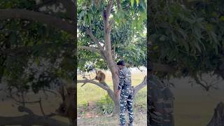 Bandar 🙊 bachai faiuji ki jaan 😱🇮🇳shorts youtubeshorts army [upl. by Sheya121]